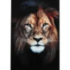 Tavla Lion 60x90 glas