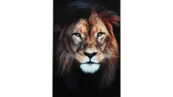 Tavla Lion 60x90 glas