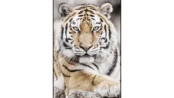 Tavla Tiger II, 120X90