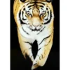 Tavla Tiger 120x80 svart PS ram K