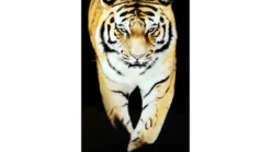 Tavla Tiger 120x80 svart PS ram K