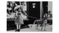 Tavla WINDOWSHOPPING m cheeta 150x100